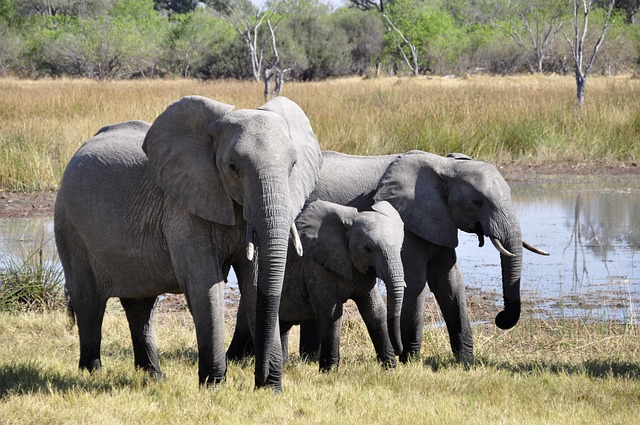 Safari, Elefant